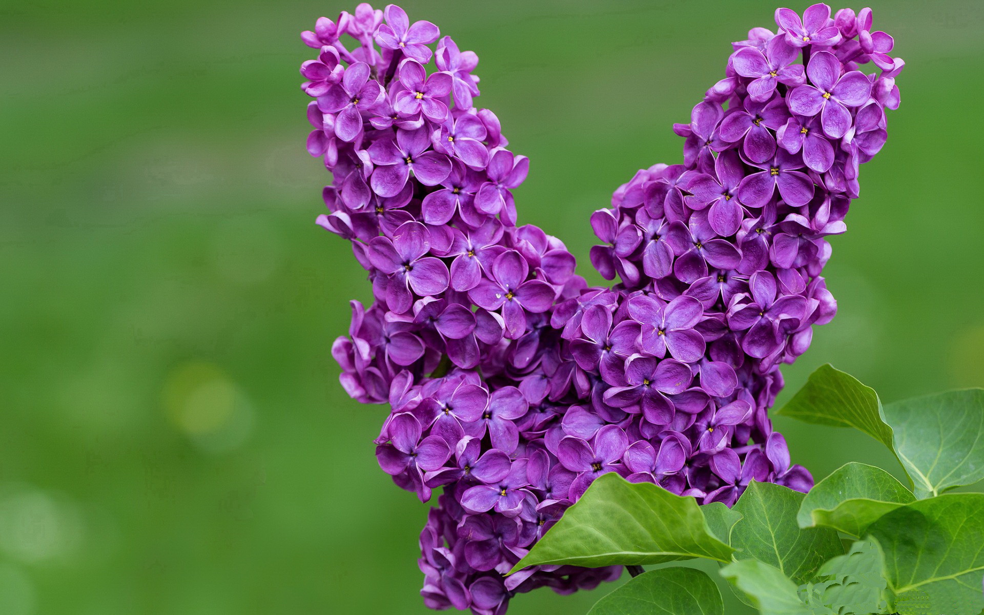 斯图加特主帅下课，球队需寻找新的领航者，斯图加特球迷