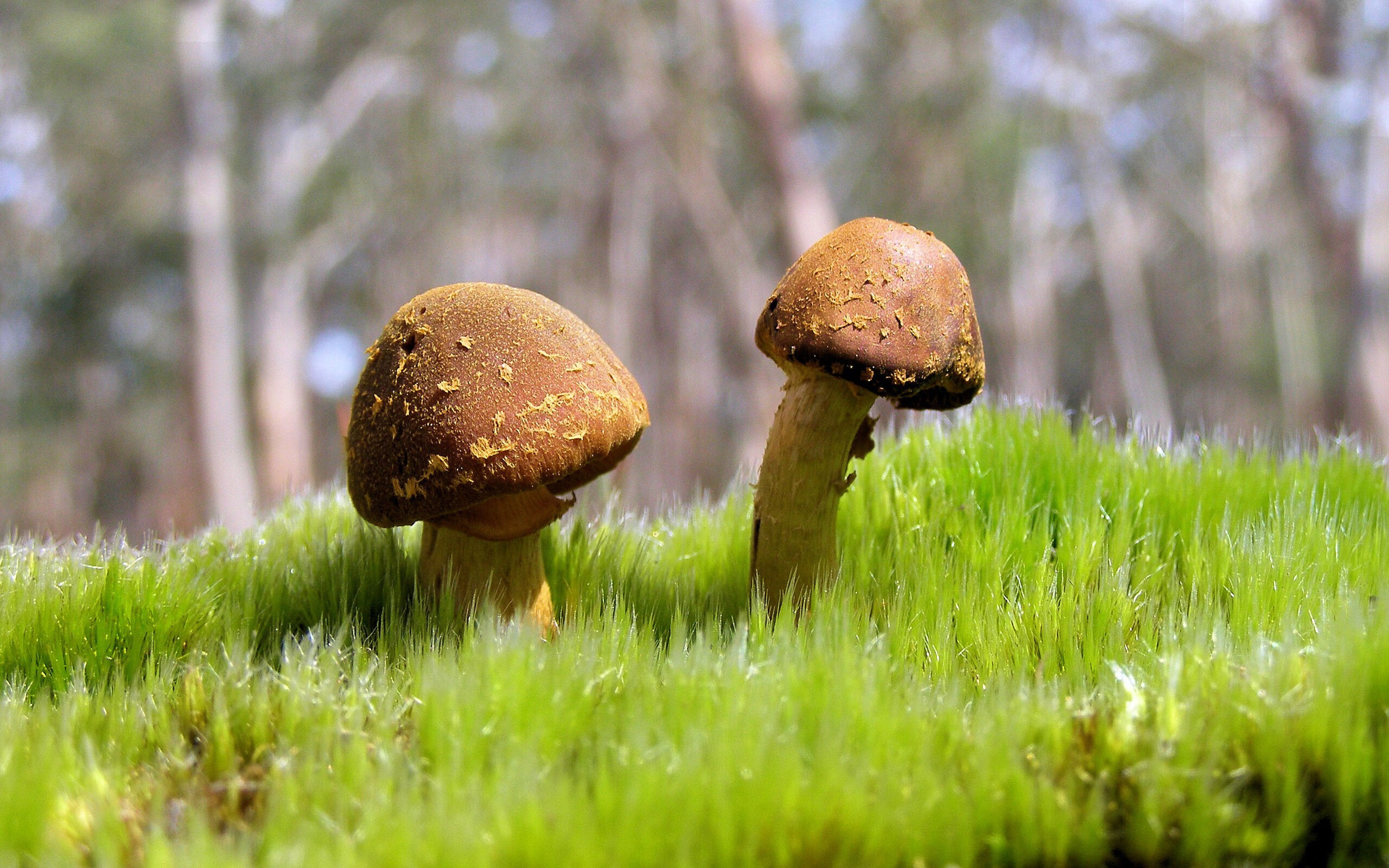 法国球队备战国内杯赛,争夺冠军,法国球队备战国内杯赛,争夺冠军是谁