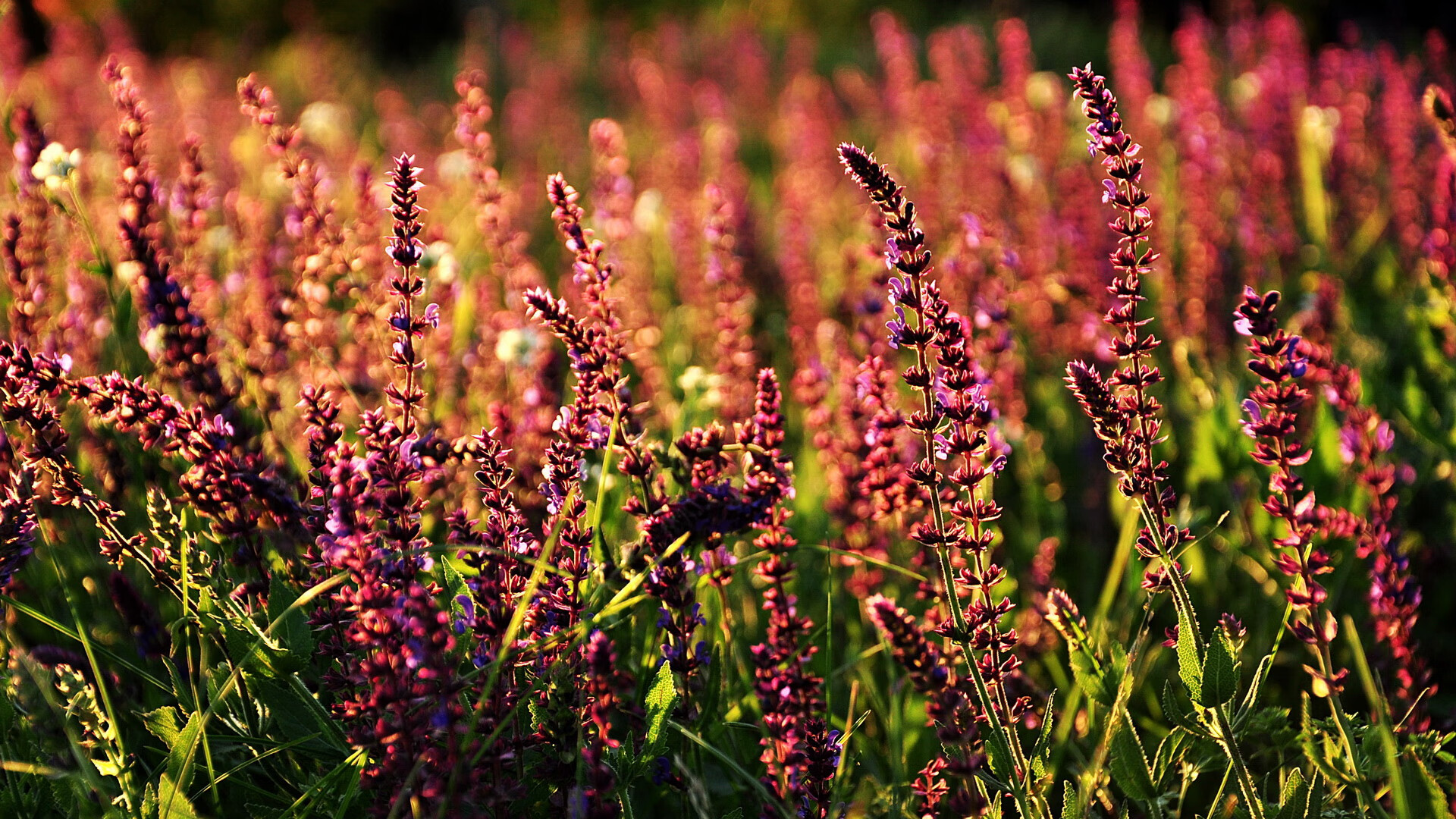 马竞主场2-1战胜赫塔费，保持不败纪录，马竞vs赫塔费直播