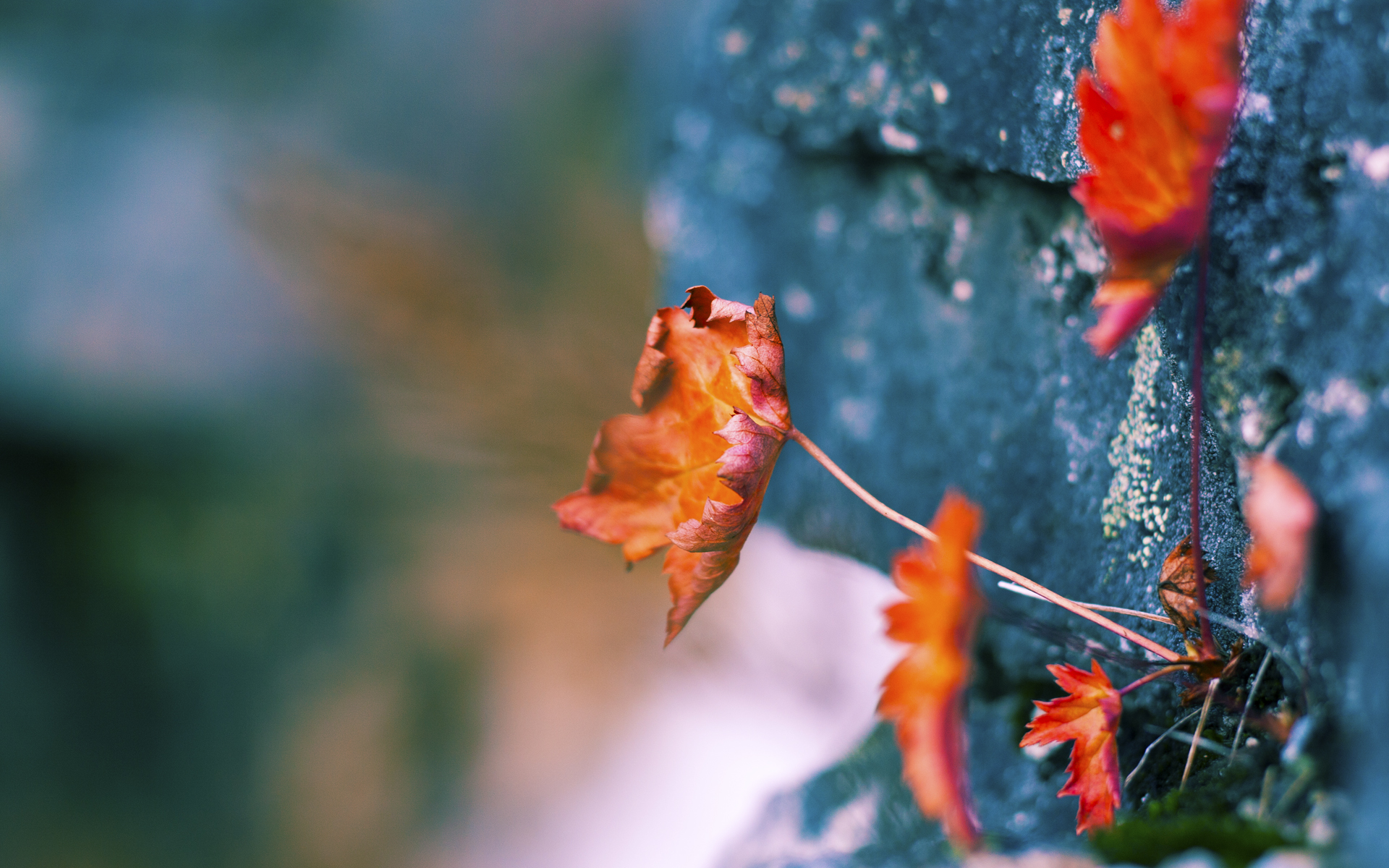 英超球队主教练更替对球队短期战绩的影响评估,英超联赛教练