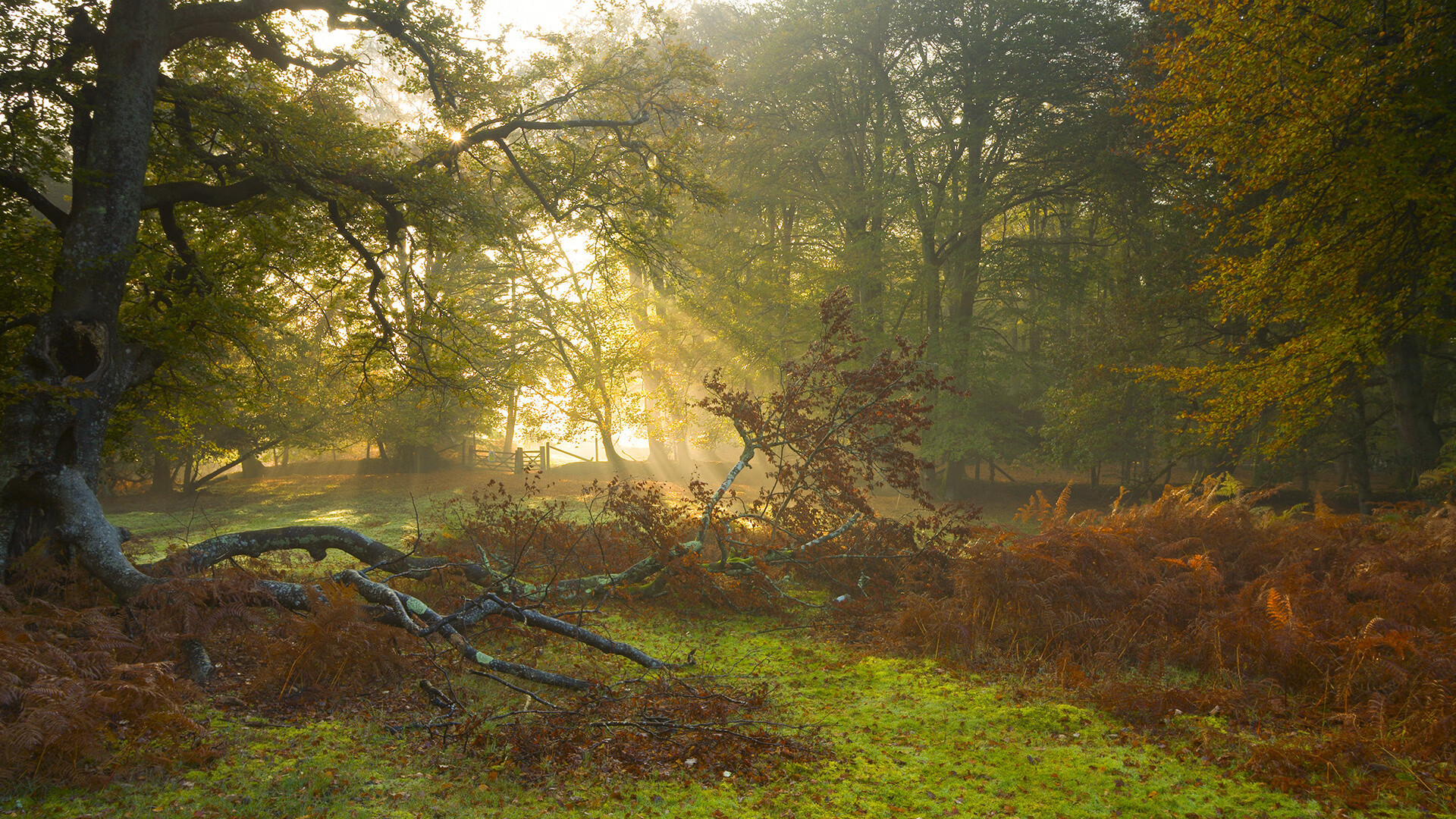 花样滑冰评分标准新增情绪表达维度，花样滑冰评分规则